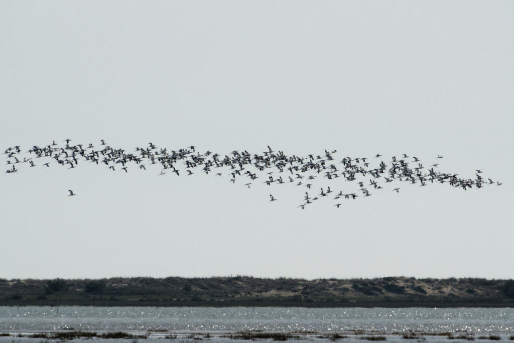 Reprise du vol des avocettes