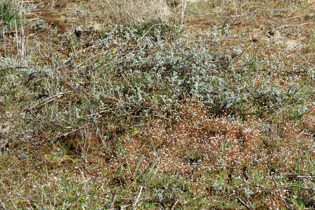 Armoise de Lloyd et saxifrage à trois doigts