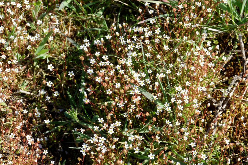 Saxifrage à trois doigts