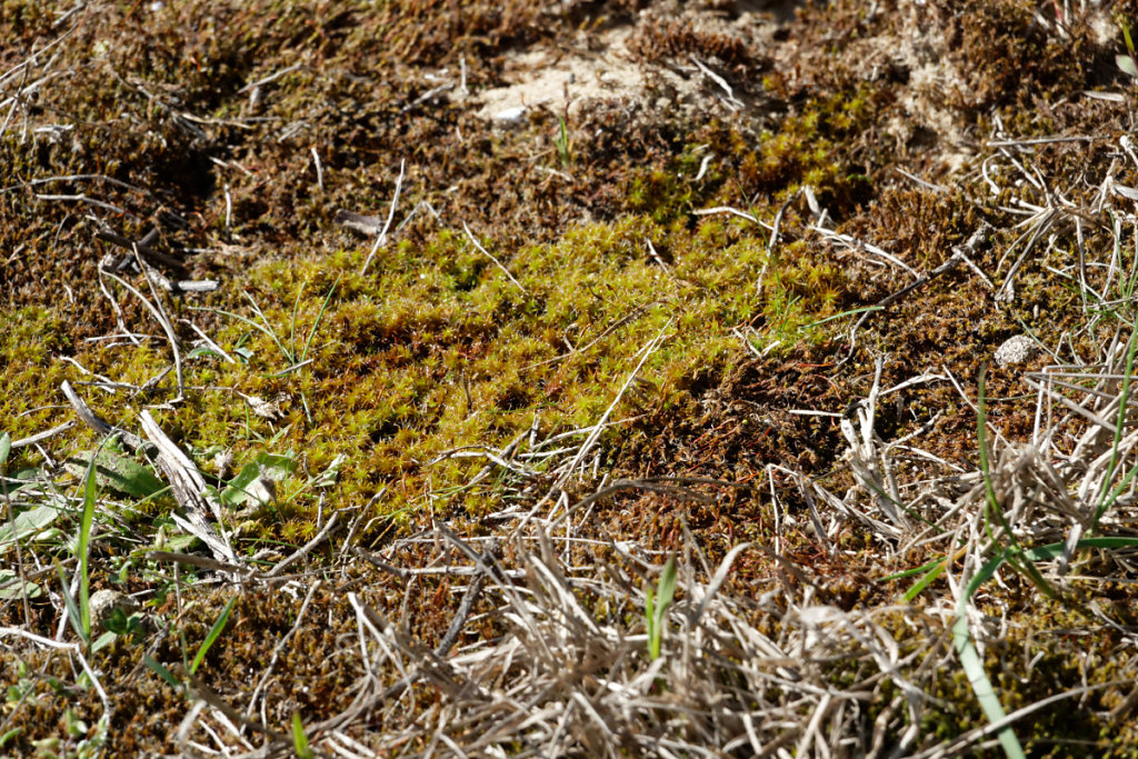 La mousse reverdit immédiatement après avoir versé un peu d'eau