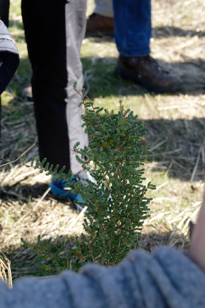 Salicorne arborescente