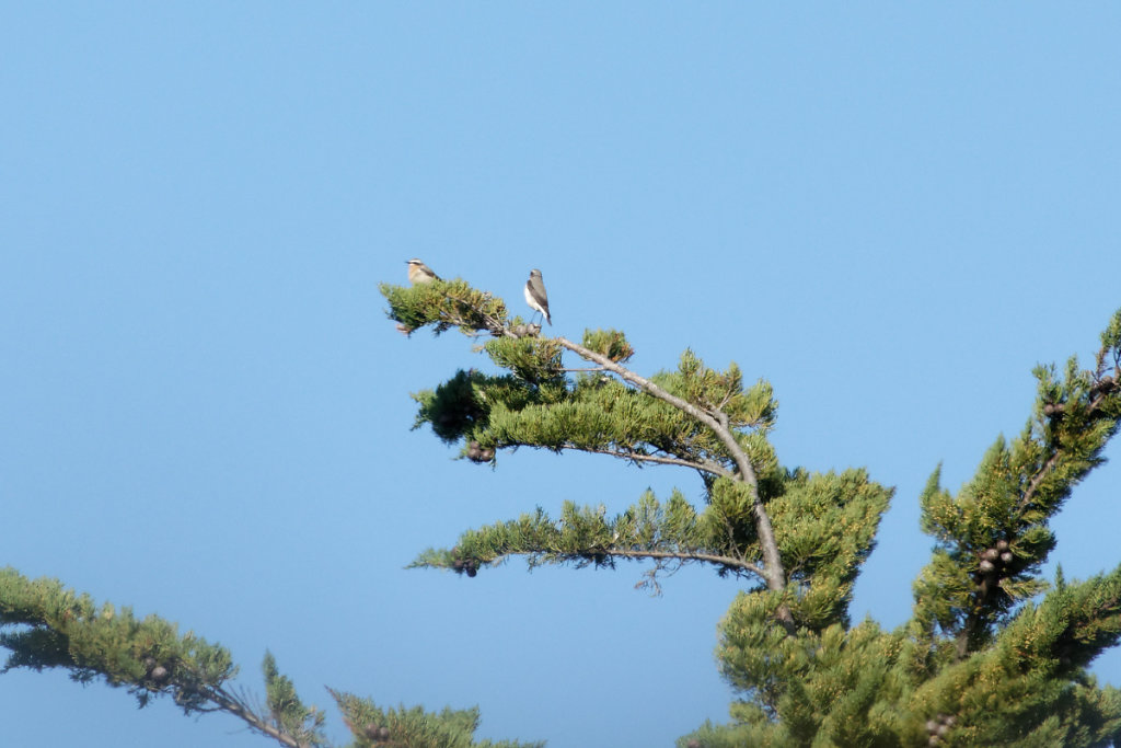 Couple de traquets motteux