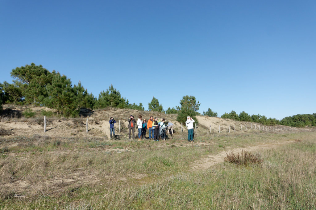 Au loin, des oiseaux ...