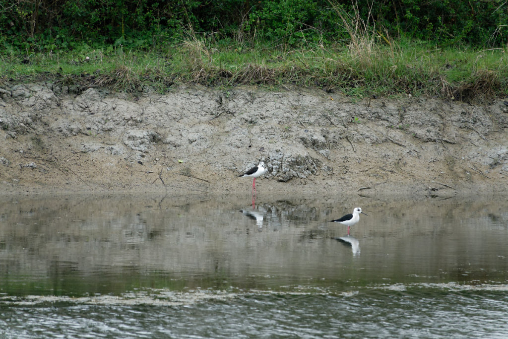 Echasses dans la lagune toute proche