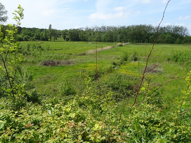 l'ancien étang devenu pâturage