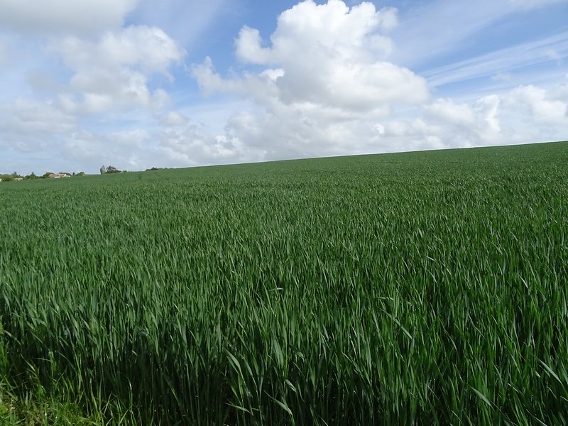 culture sans aucune mauvaise herbe ?