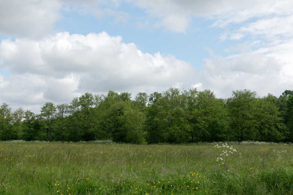 Dans ces arbres nichent des hérons, aigrettes, spatules