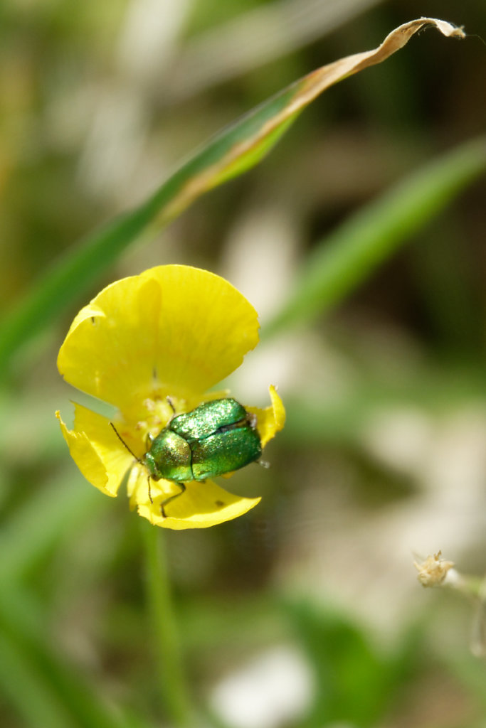 Un petit coléoptère