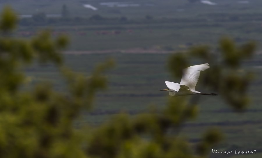 Aigrette en vol