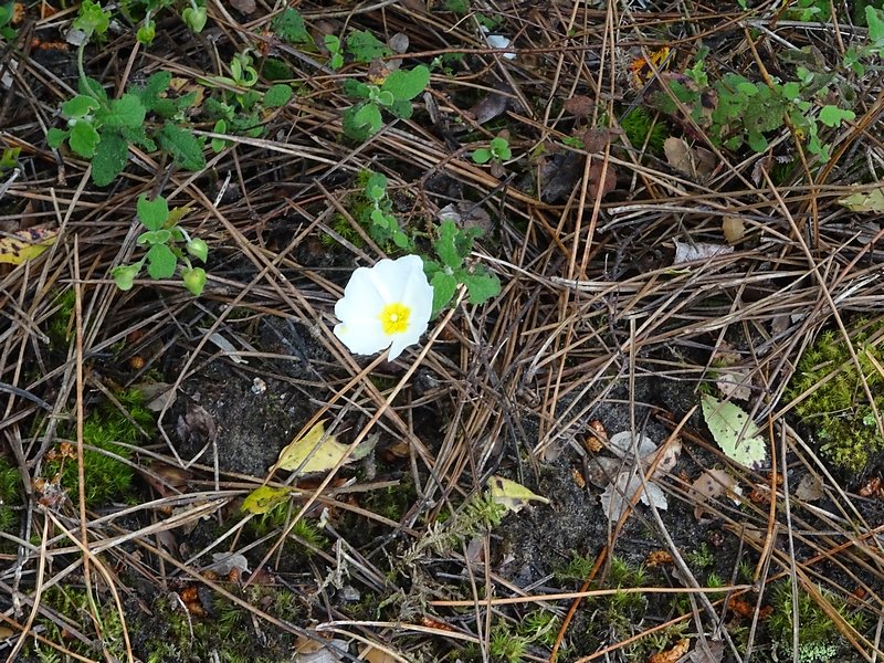 ciste à feuille de sauge