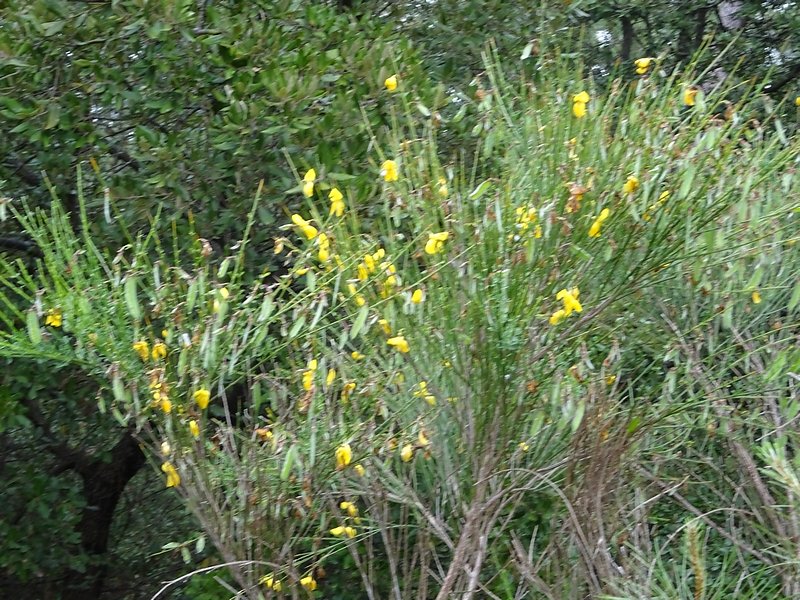 genêts en floraison