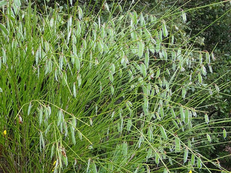 après les fleurs, les graines