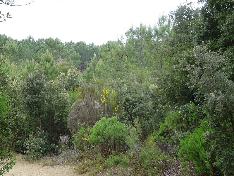 variété des végétaux