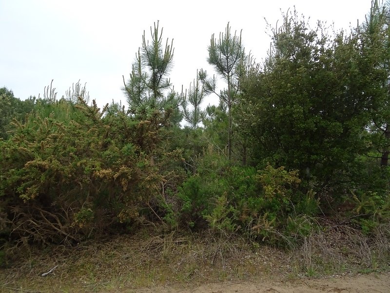 jeunes pins de régénération naturelle