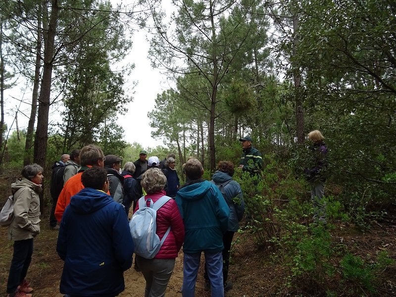 l'entretien de la forêt coupes et élircissements