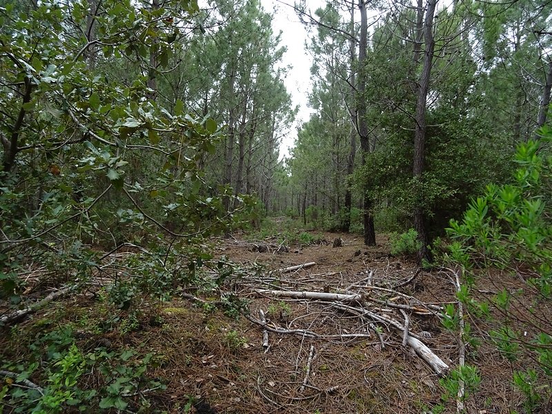 accès des matériels de coupes et de collecte des troncs