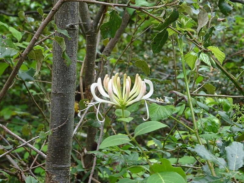 fleur de chèvrefeuille