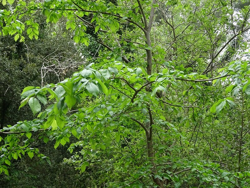 orme et ses feuilles caractéristiques