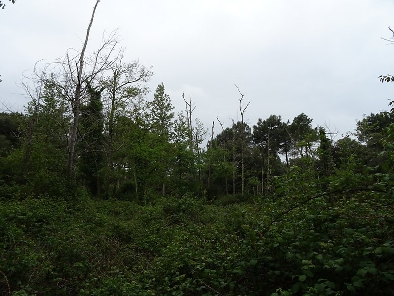 les pins souffrent du sel et des vents