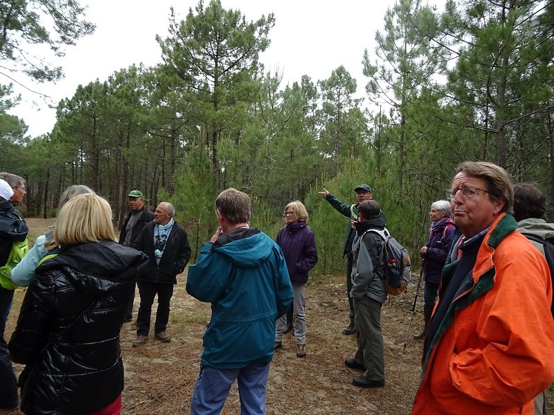 plus de feuillus, le sable favorise le pin