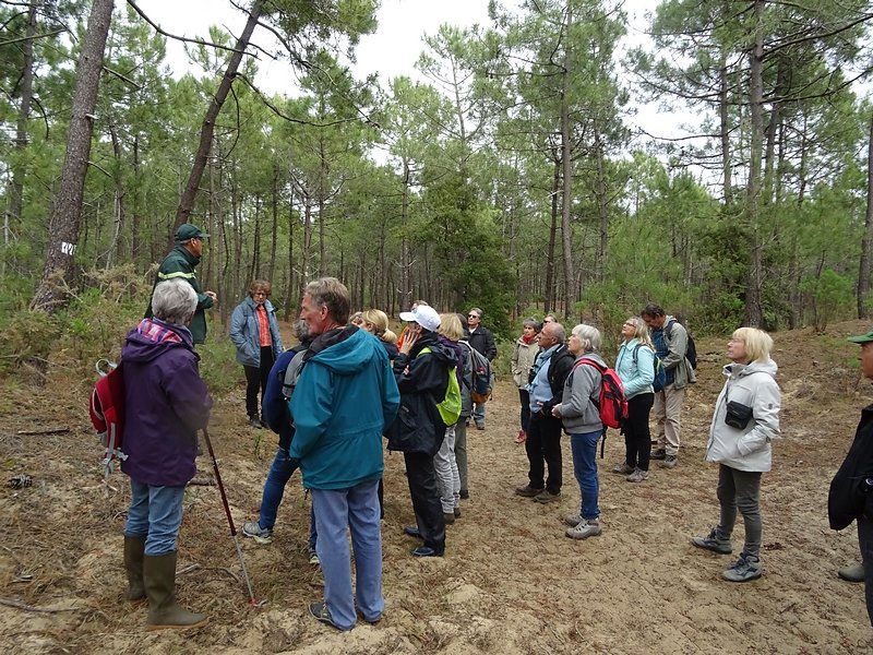 on peut rencontrer le lézard oscellé