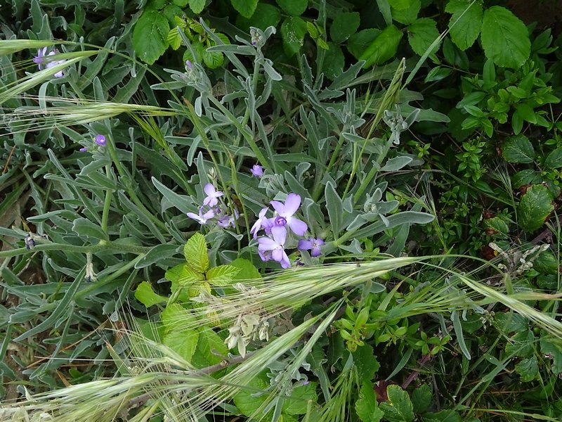 giroflée des sables