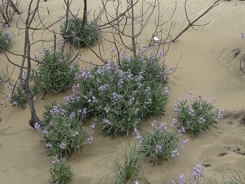 giroflées des dunes