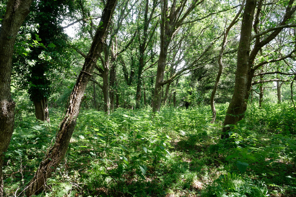 Fougères aigle et chênes en lisière