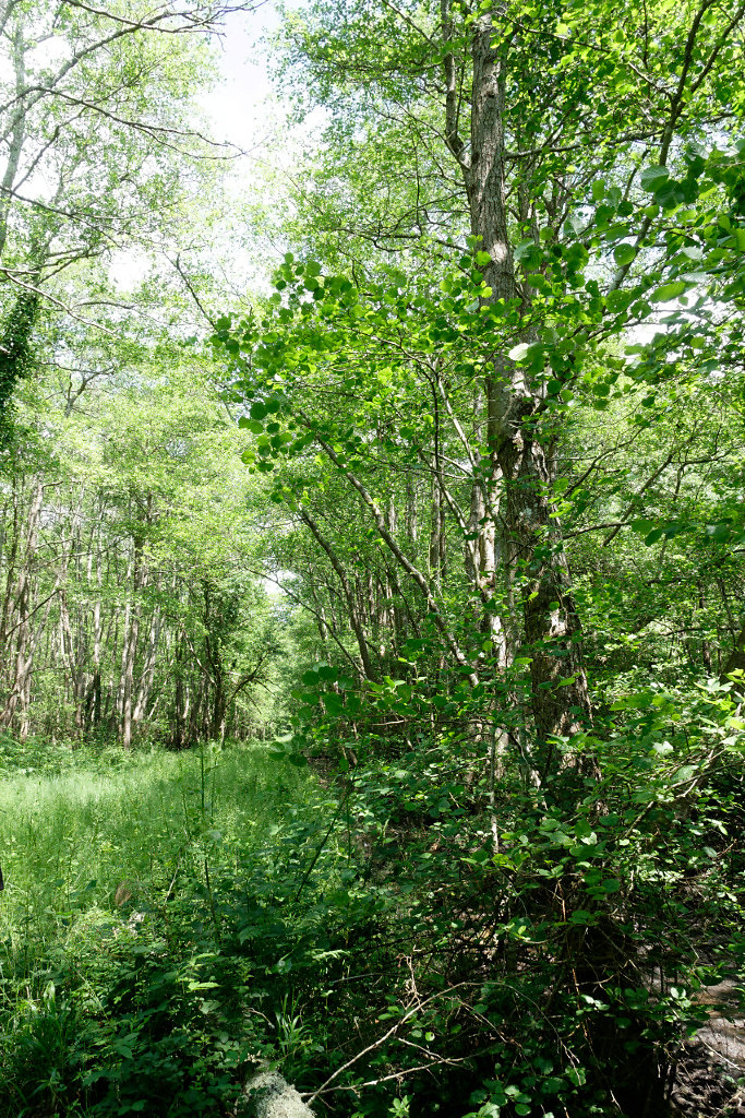 Les chênes font place aux aulnes