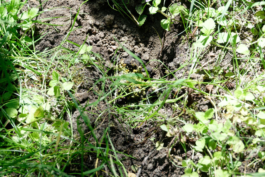 Coloration jaune : du maïs