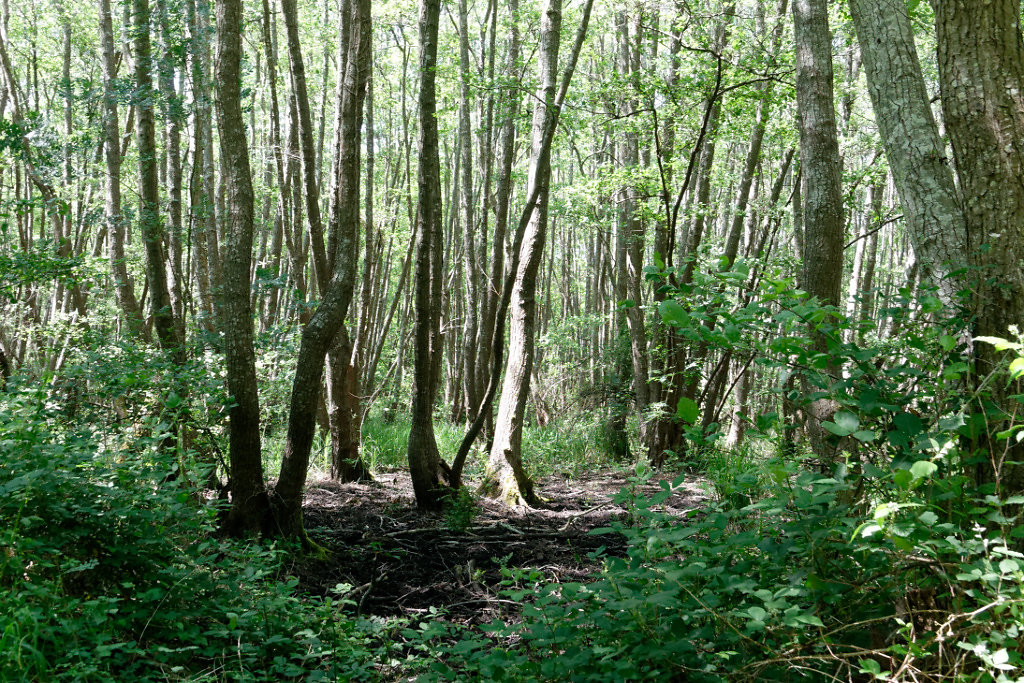 le coeur de l'aulnaie