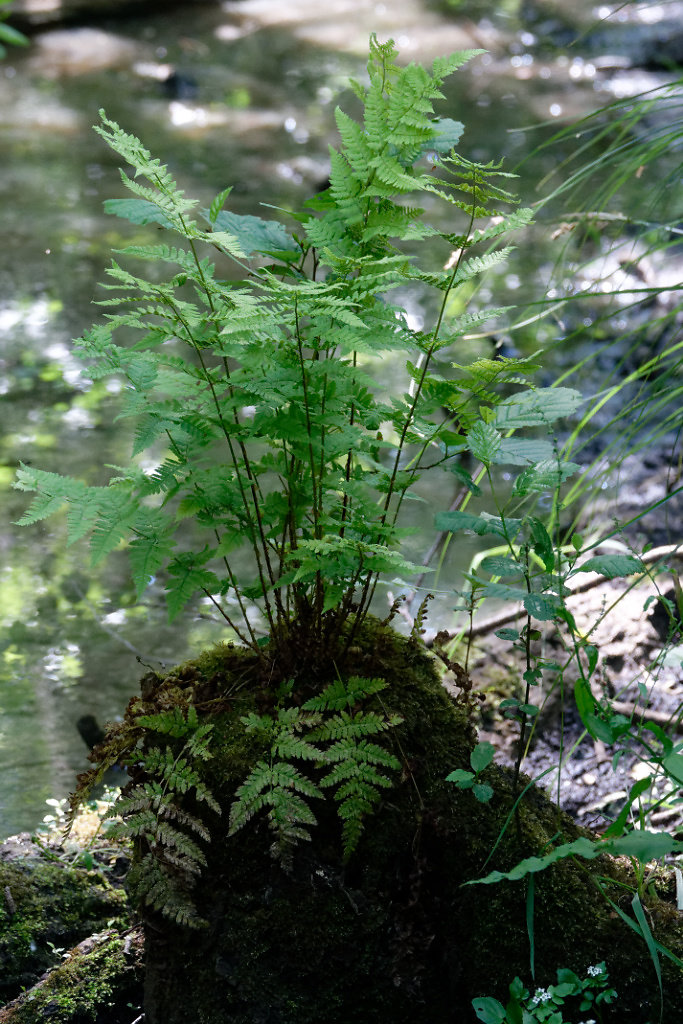 Fougère des marais