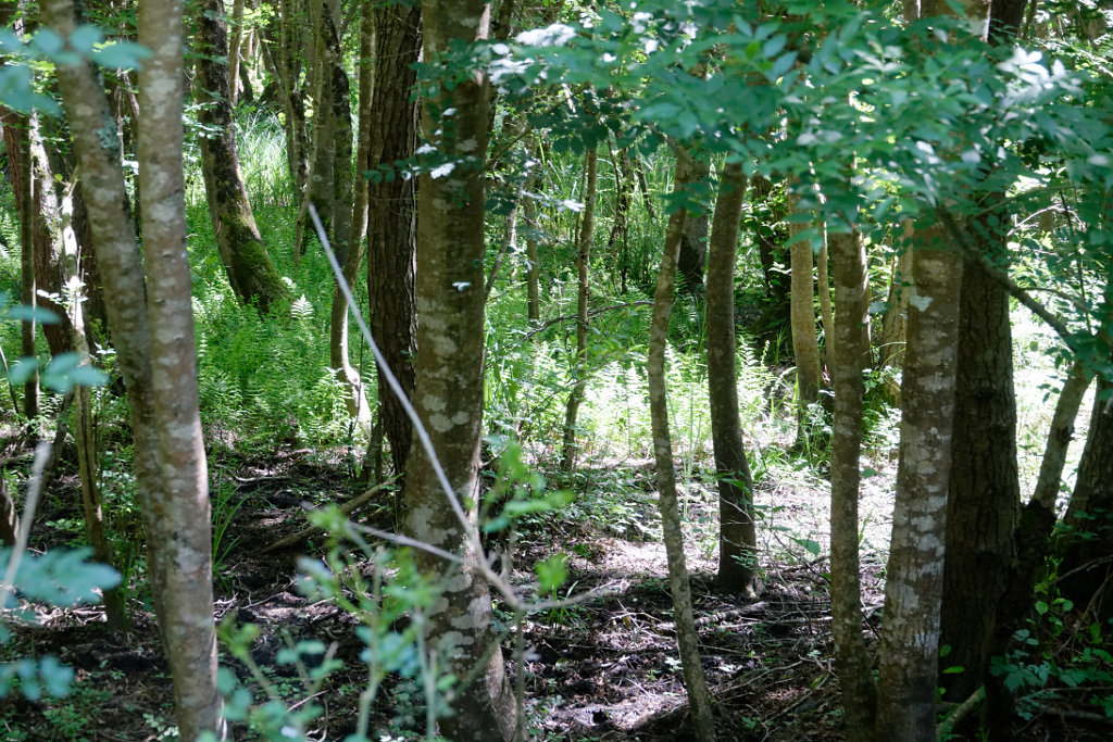Les fougères des marais tapissent l'aulnaie