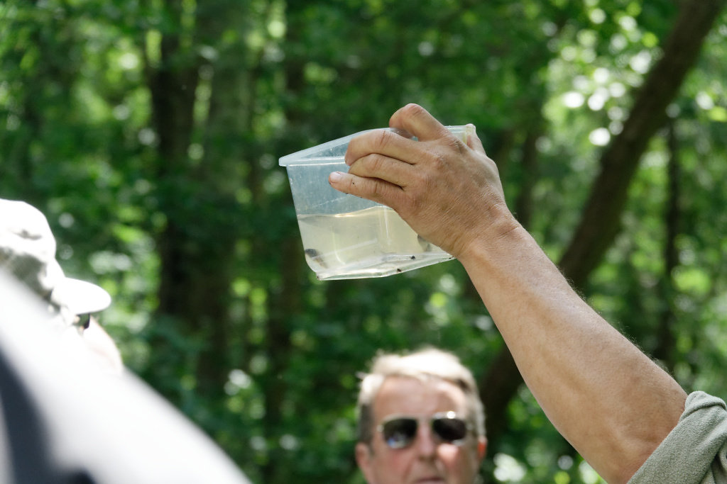 Têtards de grenouille agile