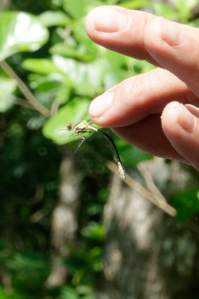Leste fiancé femelle