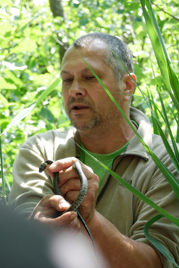 Couleuvre à collier