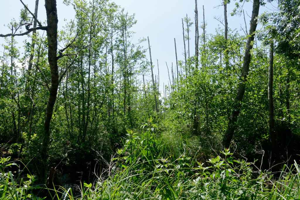Dépérissement des aulnes