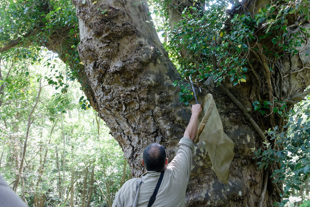 La genette passe par là.