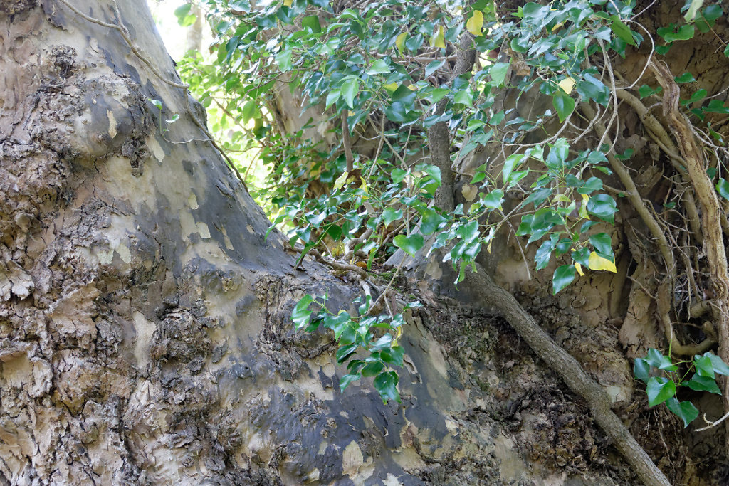 Griffures laissées par la genette
