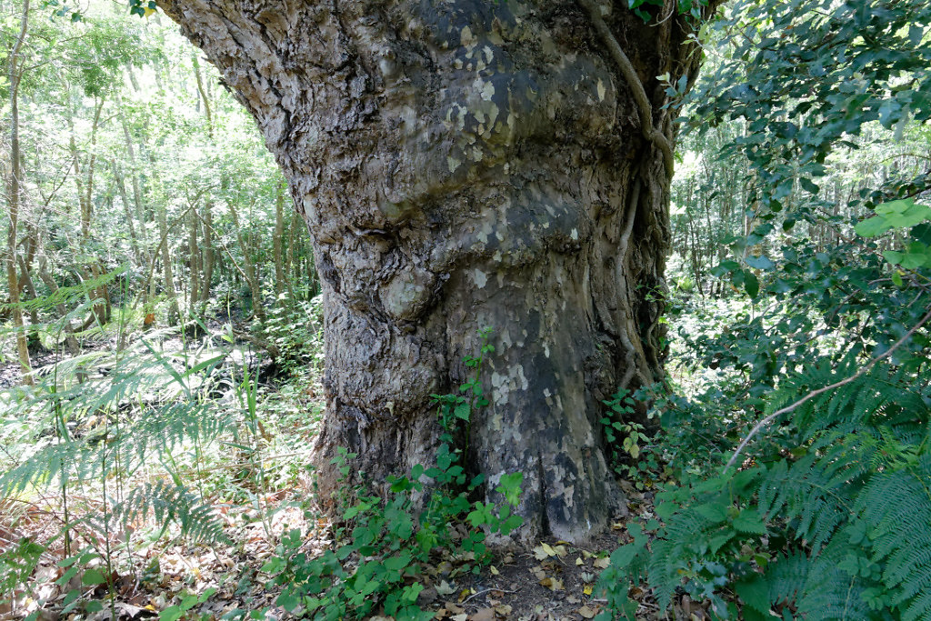 Un platane exceptionnel