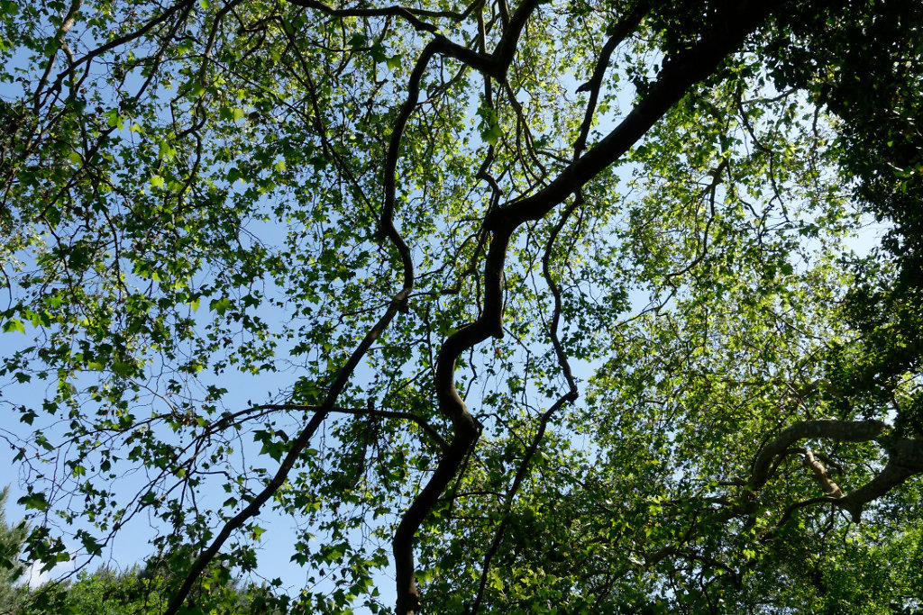 Une partie de sa ramure