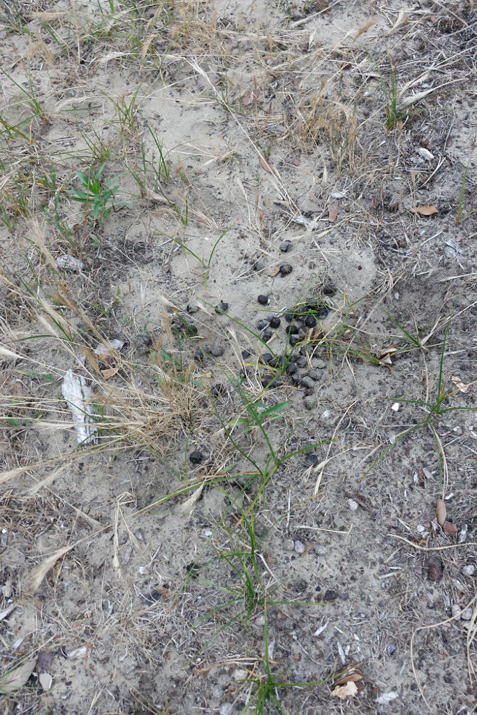 crottes de chevreuil