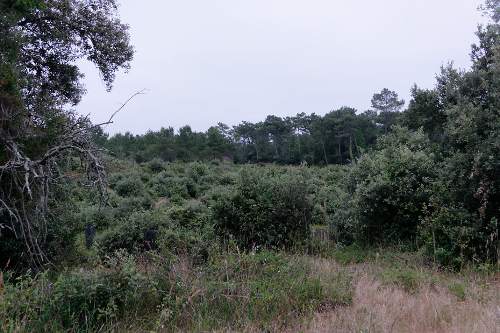pinède en régénération
