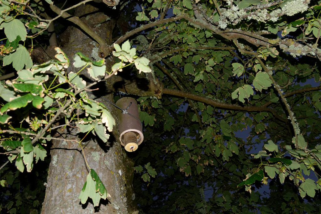 nichoir à oreillard