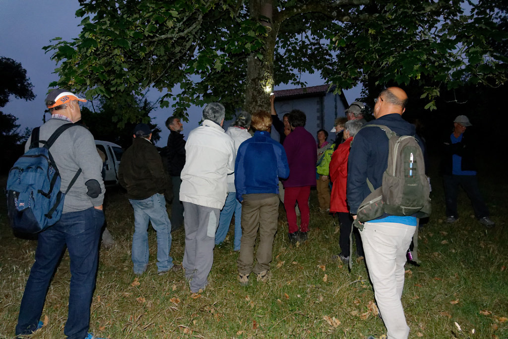 détection des chauves-souris