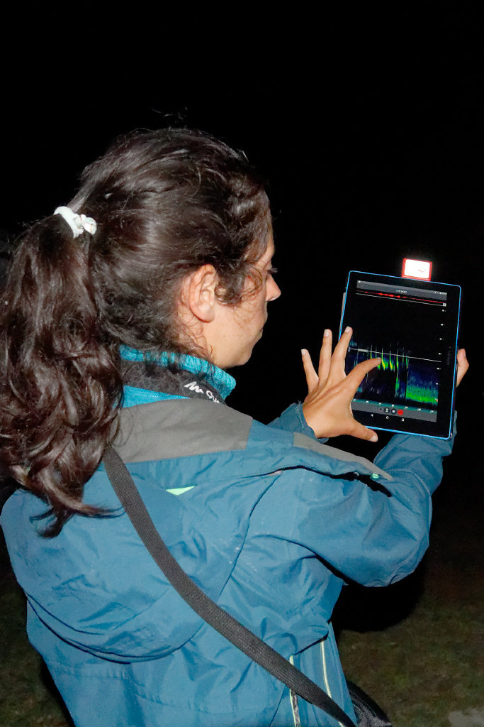 Visualisation des sons émis pat les chauves-souris