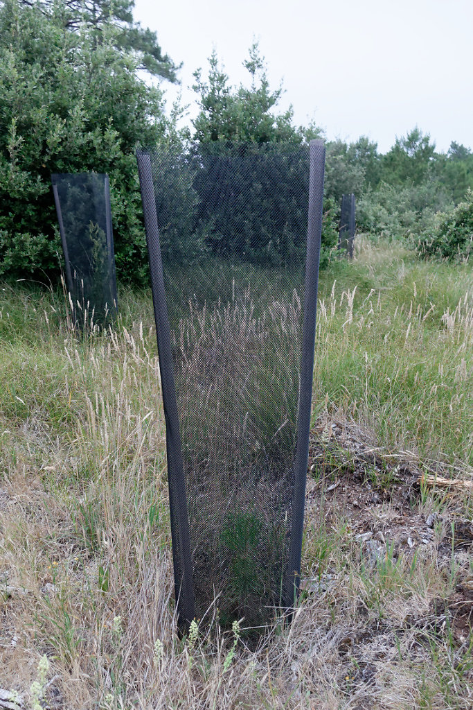 un jeune pin protégé de l'appétit des chevreuils