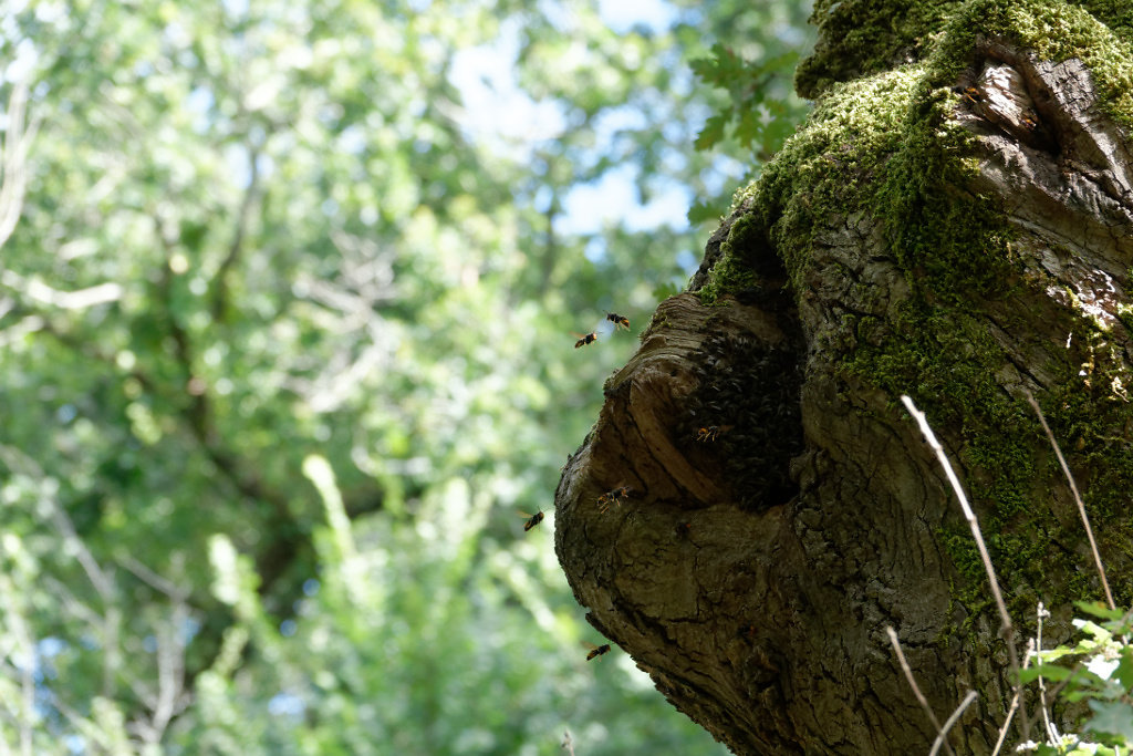 Entrée d'une ruche sauvage surveillée par les frelons asiatiques