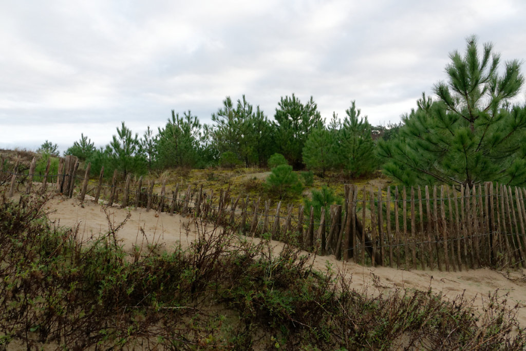 Jeune boisement de pins en lisière de dune grise