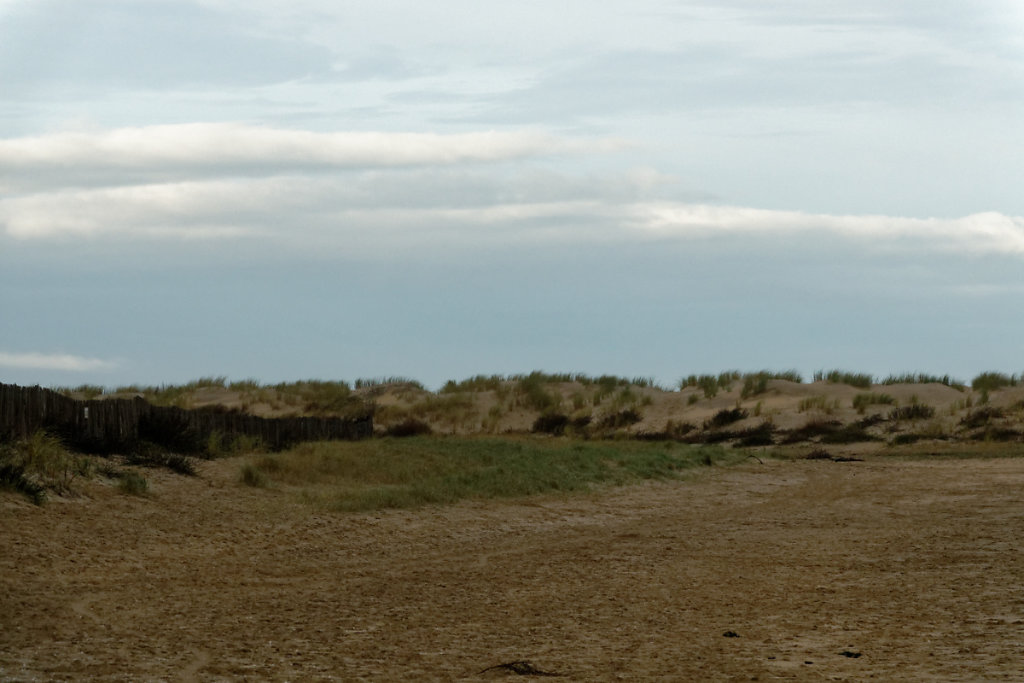 Banquette herbeuse, le haut de plage se végétalise et se transforme en dune embryonnaire